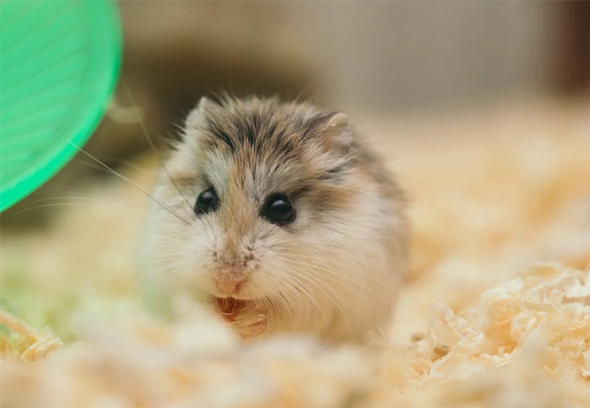 Caring for your tiny pets - Russian hamsters
