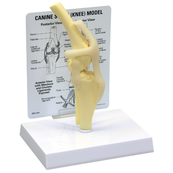 3B Scientific Canine Knee Model  with Annotated Diagram