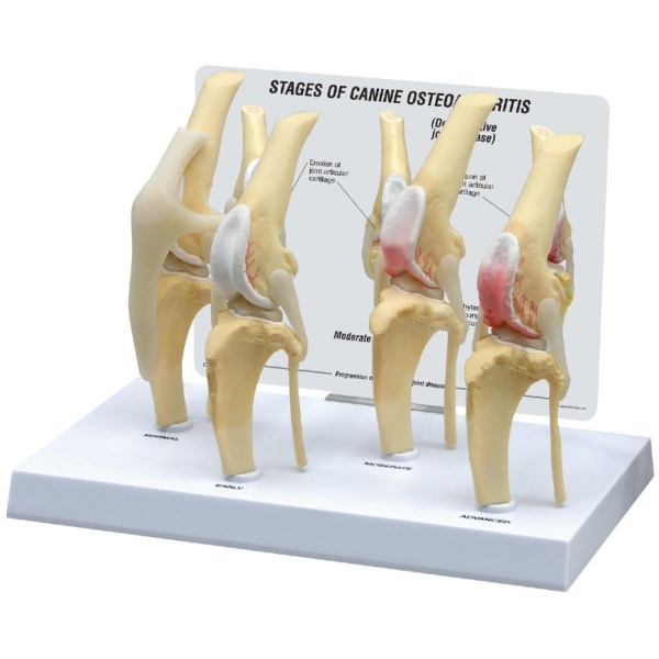 3B Scientific Canine Osteoarthritis Knee Model