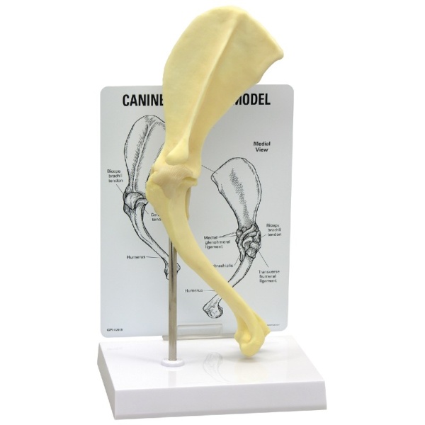 3B Scientific Canine Shoulder Model with Annotated Diagram