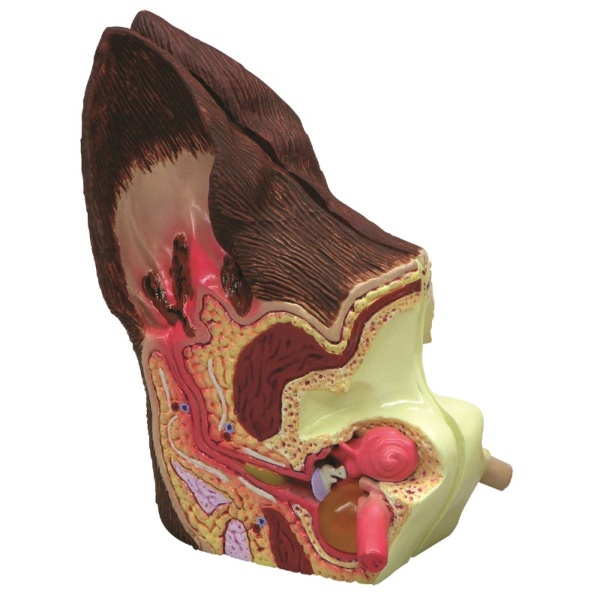 3B Scientific Canine Ear Model with Healthy and Infected Skin