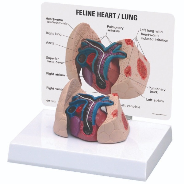 3B Scientific Feline Heart And Lung Model