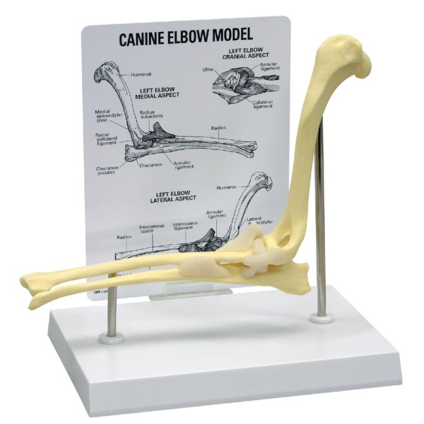 3B Scientific Canine Elbow Model