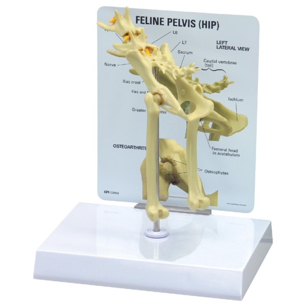 3B Scientific Feline Pelvis (Hip) Model