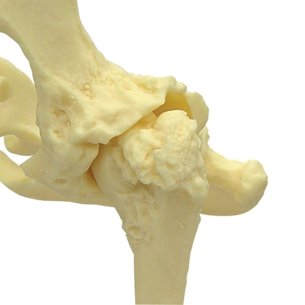 3B Scientific Canine Pelvis Model