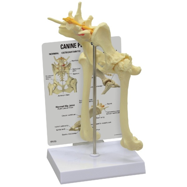 3B Scientific Canine Pelvis Model