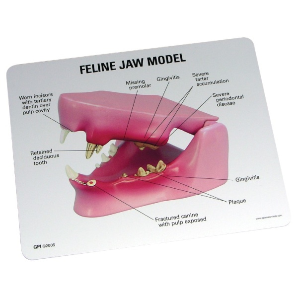 3B Scientific Feline Jaw Model