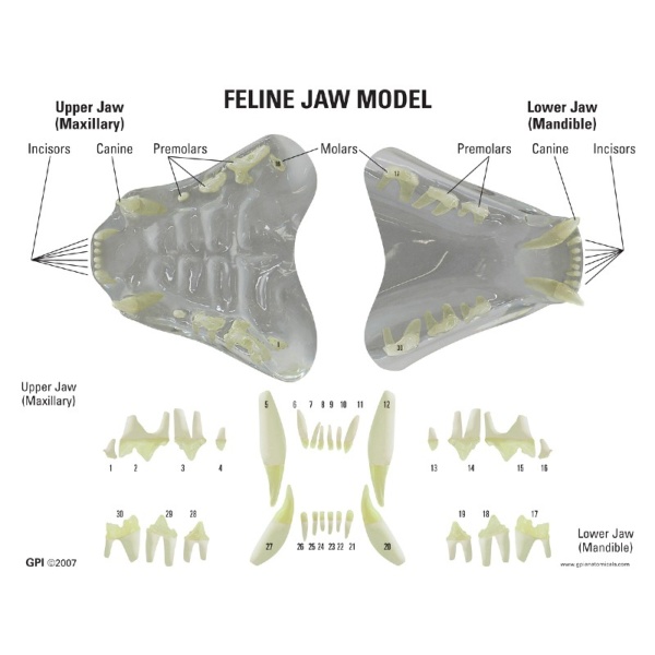 3B Scientific Clear Feline Jaw Model