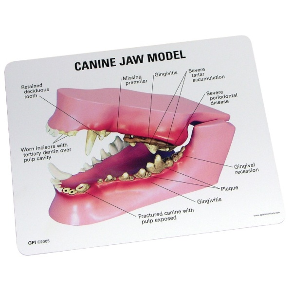 3B Scientific Canine Jaw Model