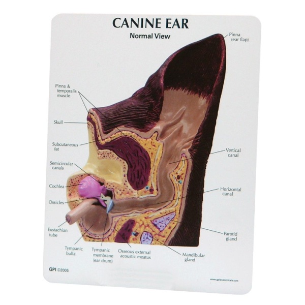 3B Scientific Canine Ear Model with Healthy and Infected Skin