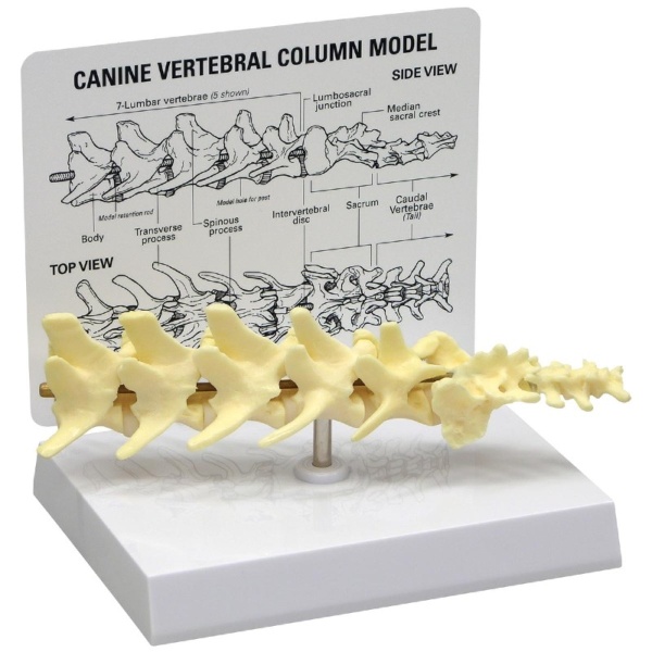 3B Scientific Canine 5-Piece Vertebrae Column Model