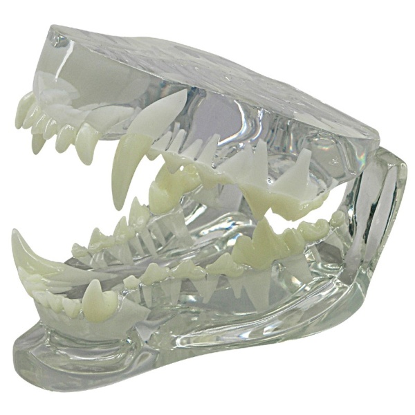 3B Scientific Clear Canine Jaw Model