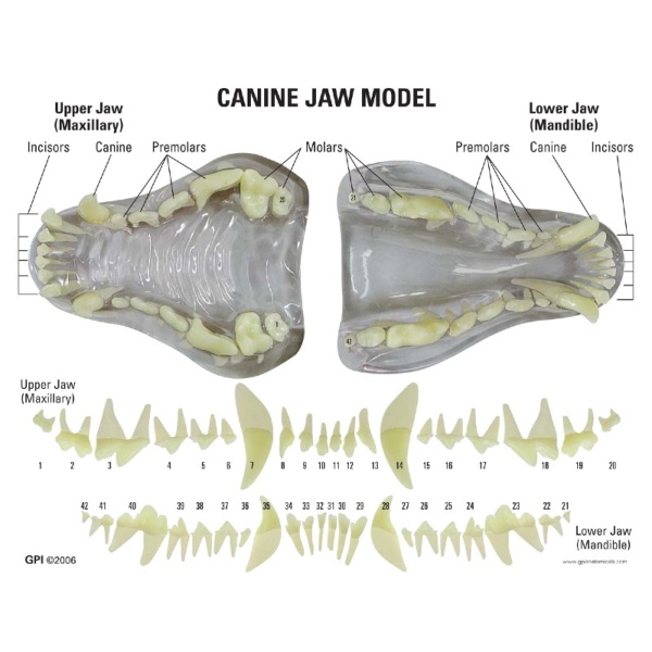 3B Scientific Clear Canine Jaw Model