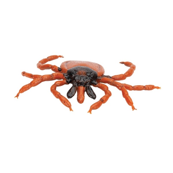 3B Scientific Castor Bean Tick Educational Model