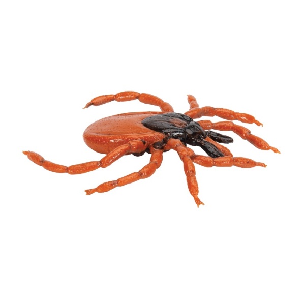 3B Scientific Castor Bean Tick Educational Model