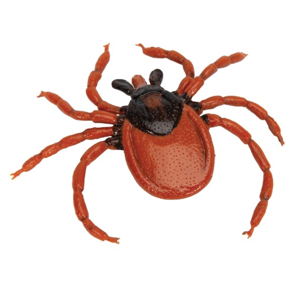 3B Scientific Castor Bean Tick Educational Model