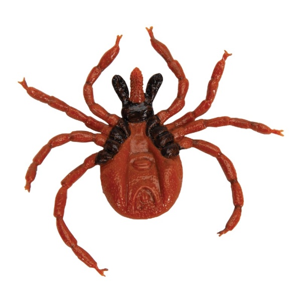 3B Scientific Castor Bean Tick Educational Model