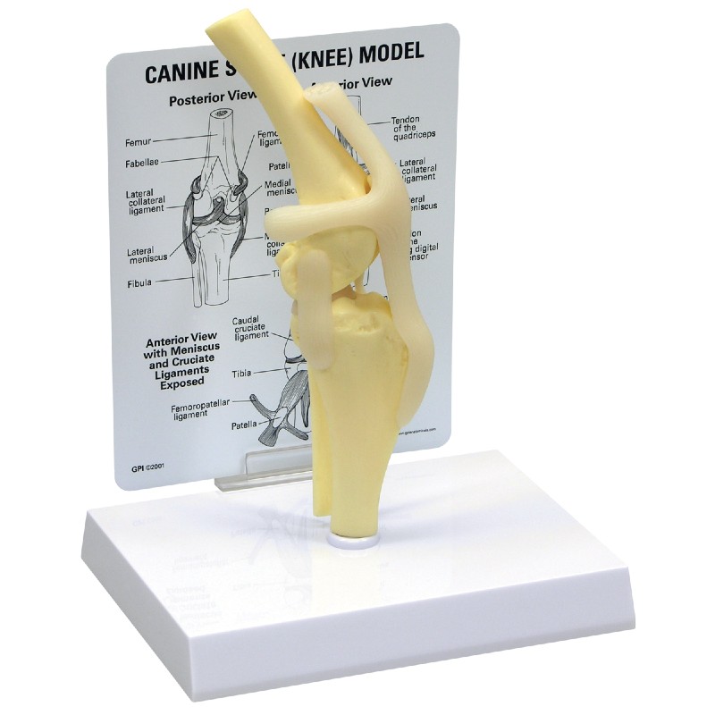 3B Scientific Canine Knee Model with Annotated Diagram