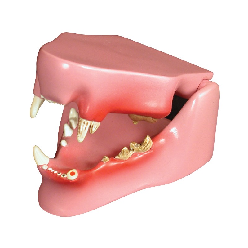 3B Scientific Feline Jaw Model