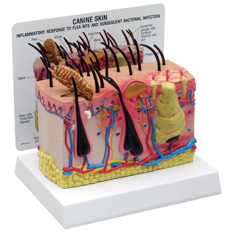 3B Scientific Canine Skin Model with Flea Bite Conditions