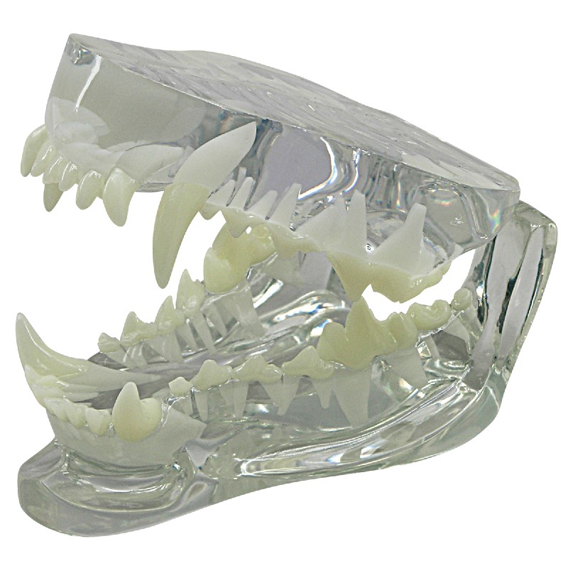 3B Scientific Clear Canine Jaw Model